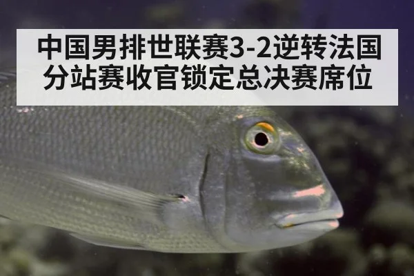 中国男排世联赛3-2逆转法国 分站赛收官锁定总决赛席位